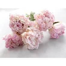  Szárított paeonia csokor, (5 szál)