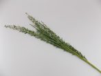 Selyemvirág, zöld rozmarnig ág 37-80  (k6)