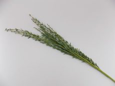 Selyemvirág, zöld rozmarnig ág 37-80  (k6)