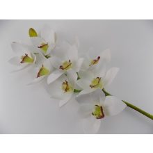 Nagy palenopsis ág 31-75  /k1/+