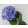 Selyemvirág, nagy, kék  hortenzia ág, leveles 39-95 /k1/